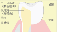 歯の白さについて